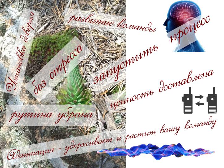 Экспертное Притяжение: Проверенная система адаптации, которая удержит и вырастит 90% ваших новичков в МЛМ